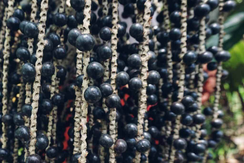All About Acai: Bowls, Benefits & Acai Recipes