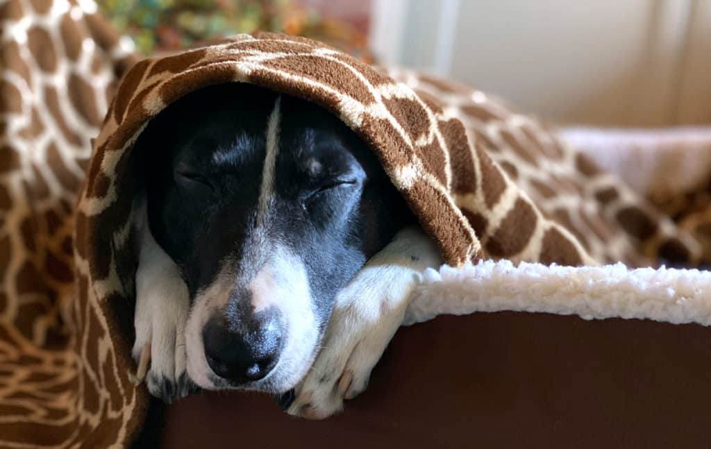 Are you a dog person?
