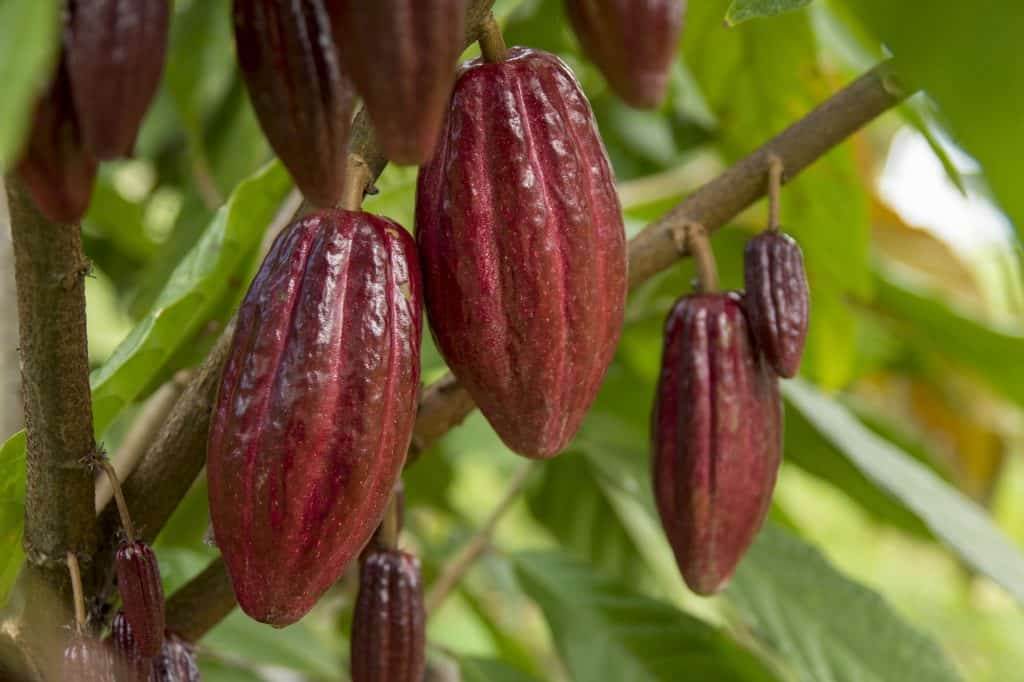 Cacao fruit on cacao tree