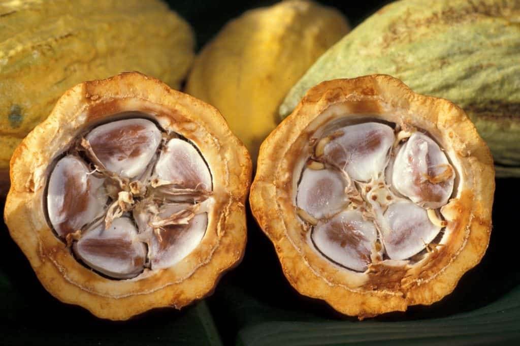 Cacao fruit cut open with cacao beans inside