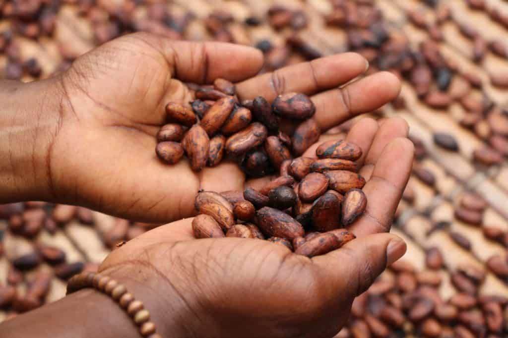 Raw Cacao Benefits