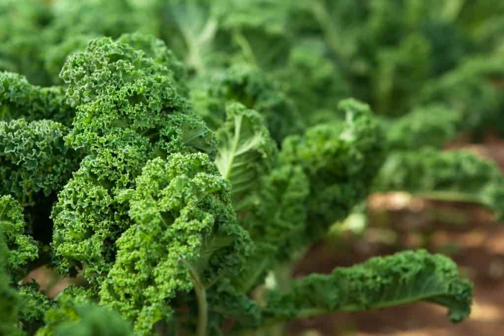 Leafy Greens for Bone Health