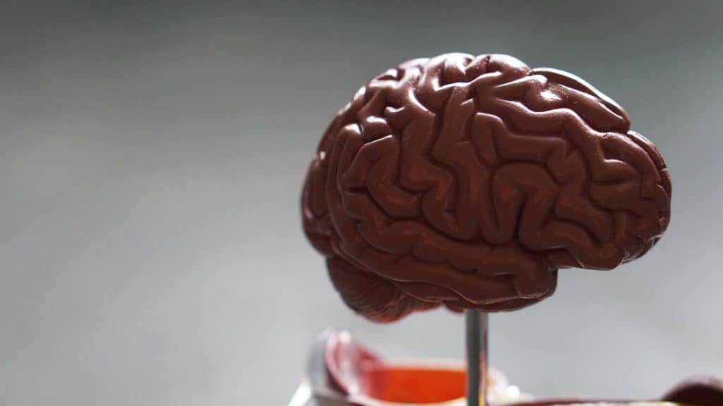 The brain is wired for habit formation