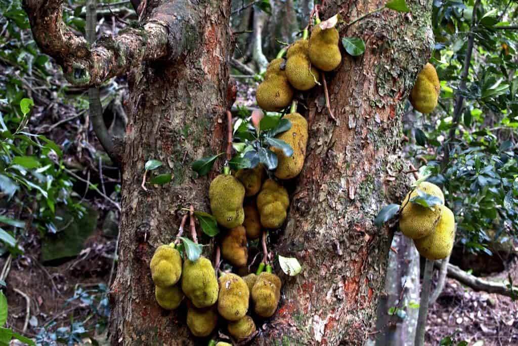 What is Jackfruit? + 9 Vegan Jackfruit Recipes