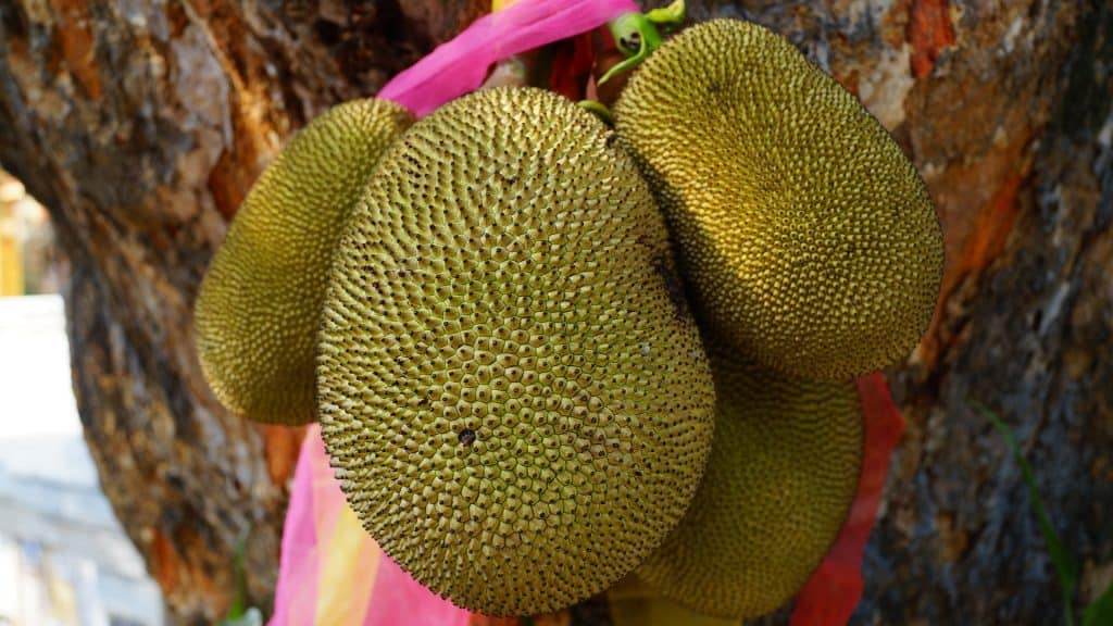 jackfruit on tree