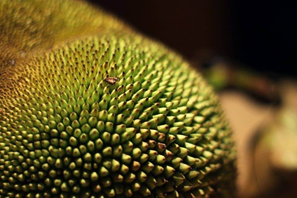 whole uncut jackfruit