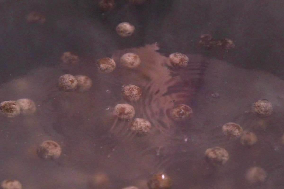 How to Cook Boba Pearls: Bring water to a boil and add tapioca pearls. Once they float to the surface, turn heat down to medium, cover, and cook 3-5 minutes.