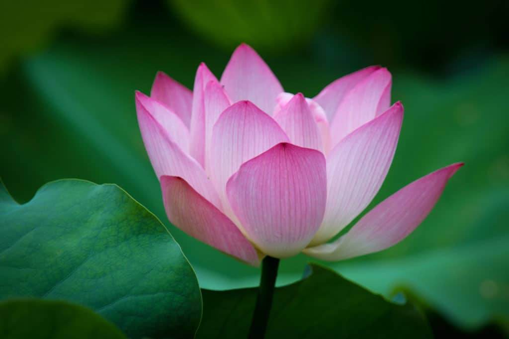 No Mud, No Lotus