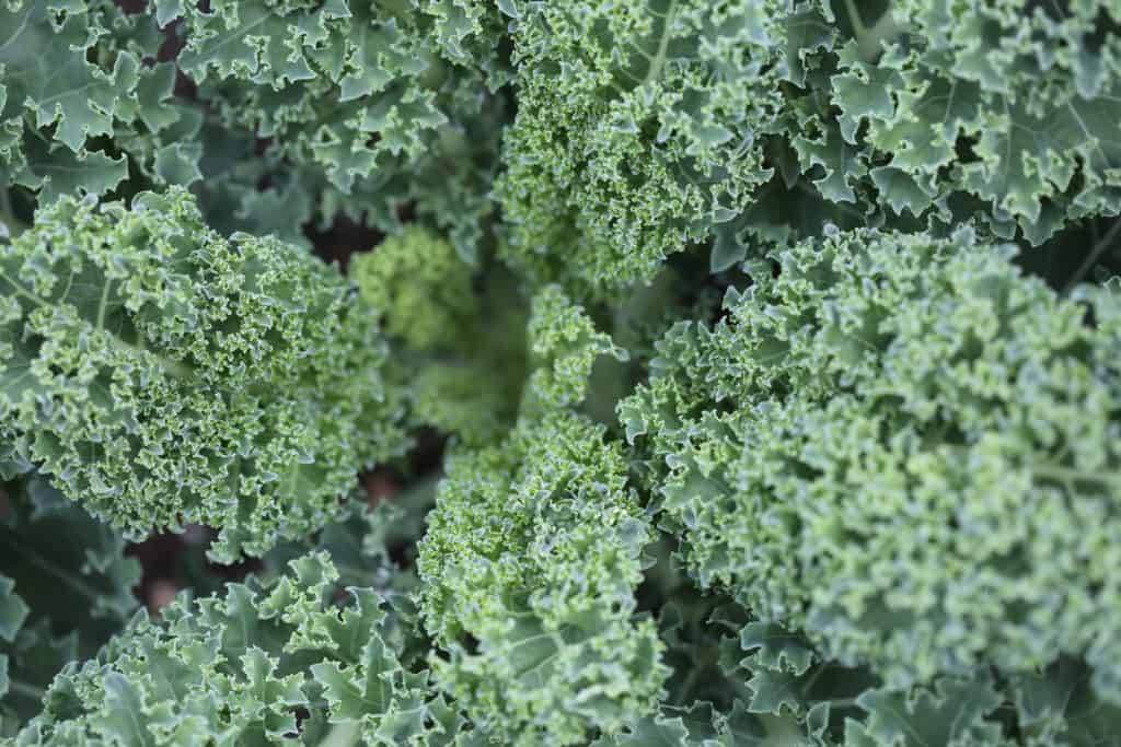 Six Sneaky Superfoods & What Makes Them “Super”