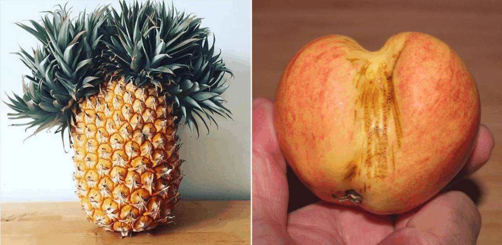 how to choose ripe fruit, choosing ripe fruit, how to tell if a pineapple is ripe, how to tell if an apple is ripe