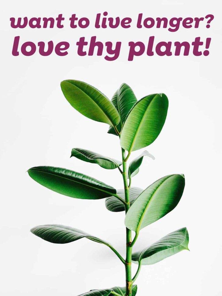 plant growing