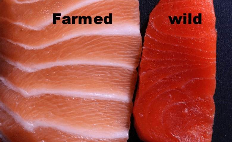 Wild Caught Salmon vs Farm Raised: Pros and Cons